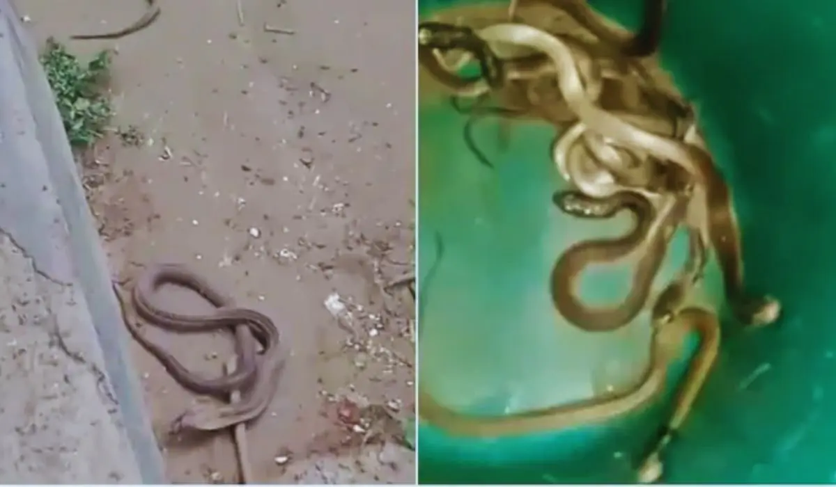 Katihar News: मदरसे में सांपों का आतंक, दो दिन में निकले 12 नागराज; बच्चों में फैली दहशत