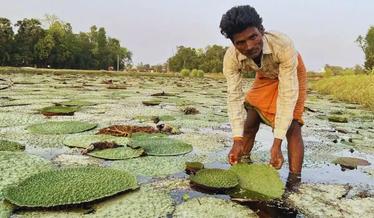 Purnea News: पूर्णिया में राष्ट्रीय मखाना विकास बोर्ड की मांग तेज, किसानों को मिलेगा सीधा लाभ